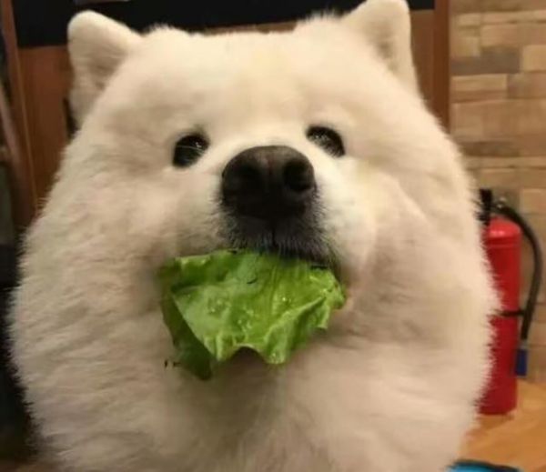 主人嫌弃狗狗胖，让它吃菜叶减肥，表情好委屈！