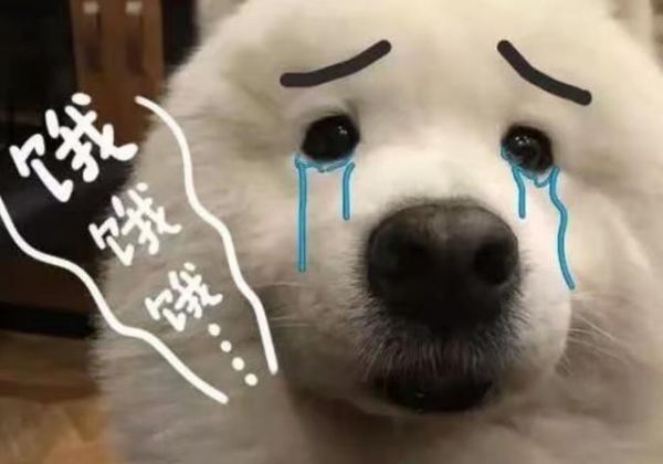 主人嫌弃狗狗胖，让它吃菜叶减肥，表情好委屈！