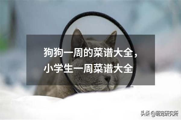 狗狗一周的菜谱大全，小学生一周菜谱大全