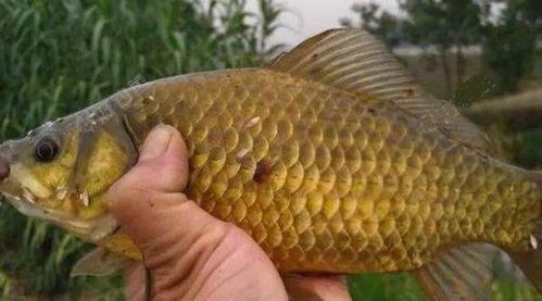 宠物鲫鱼养殖技巧？养鲫鱼必备的五大注意事项