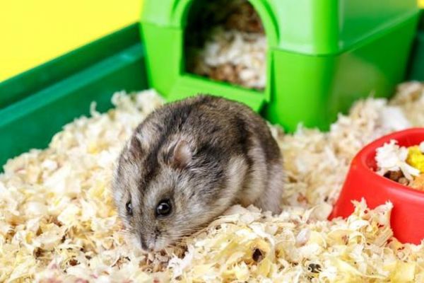 仓鼠学名:cricetinae,在生物分类学上是仓鼠科中的一个亚科.