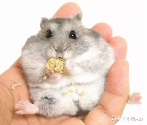 “仓鼠粮,每月预算多少才合适?”