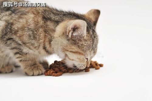 猫咪肾衰竭四级,科学治疗,延长生命