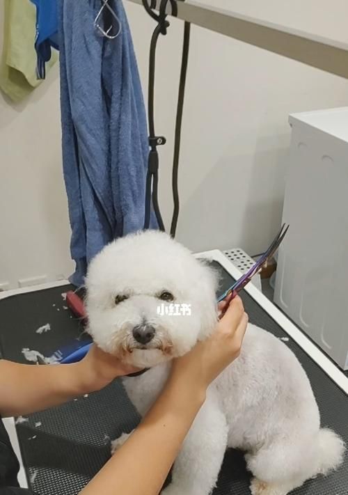 如何让宠物狗狗美容？（从洗澡到修剪，15个方法让你的狗狗更可爱！）