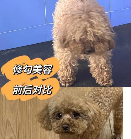 如何让宠物狗狗美容？（从洗澡到修剪，15个方法让你的狗狗更可爱！）