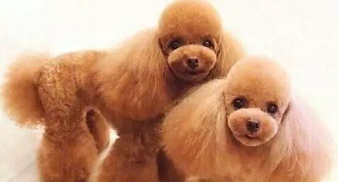 如何让宠物狗狗美容？（从洗澡到修剪，15个方法让你的狗狗更可爱！）