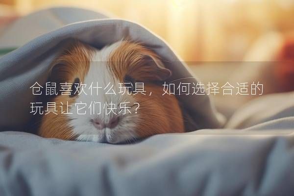 仓鼠喜欢什么玩具，如何选择合适的玩具让它们快乐？