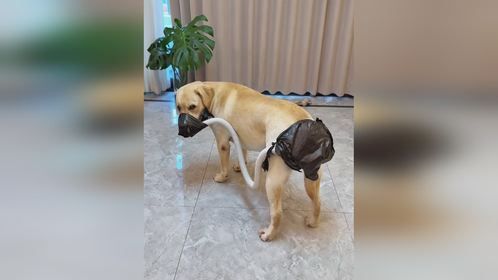 狗子总是放屁臭我，给他做个屁味净化器…