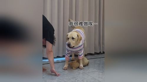 狗子：使不得，使不得，这怎么好意思