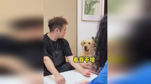 狗：看什么！你看我像是会说话的样子吗？