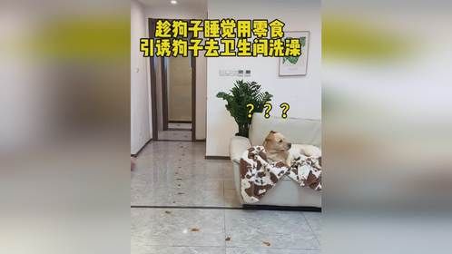 趁狗子睡觉，用零食引诱狗子去卫生间洗澡