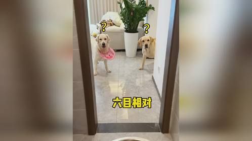 挑战狗粮里面喷《屎味喷雾》给狗吃