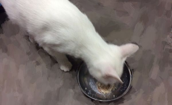自制猫罐头的做法 步骤7