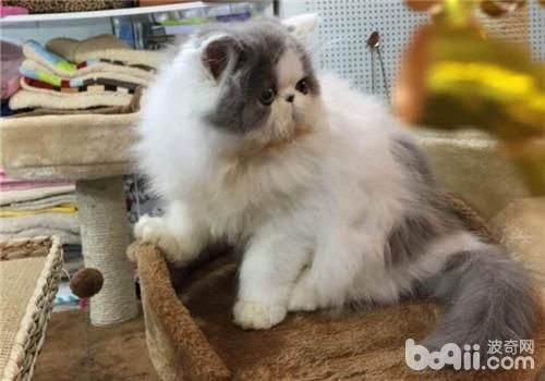 如何为<a href=/zhonglei/mao/ target=_blank class=infotextkey>猫</a>咪自制猫罐头