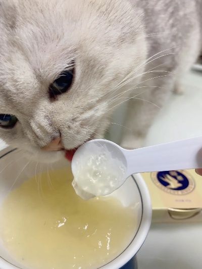 一盏燕窝猫罐头如何做的