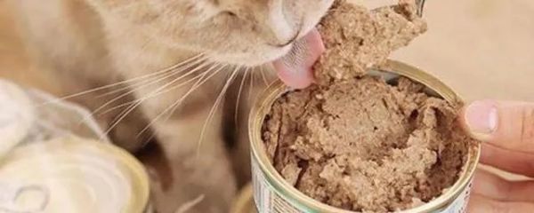 一盏燕窝猫罐头如何做的