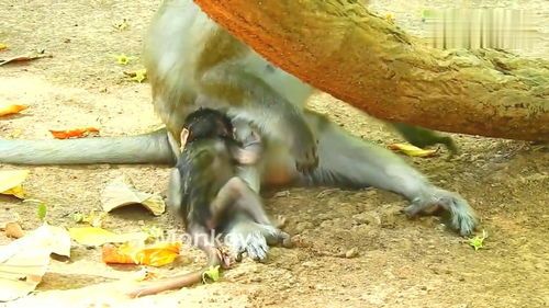 一、合法养猴-第1张图片-彩蝶百科