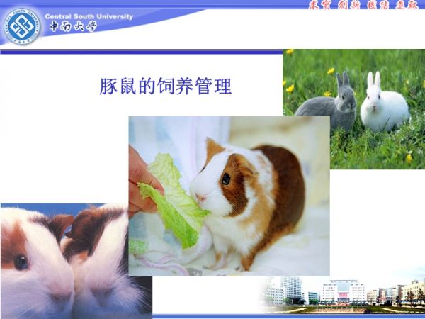 豚鼠的饲养管理.ppt_第1页