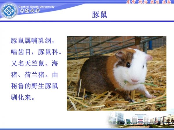 豚鼠的饲养管理.ppt_第3页