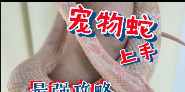 养玉米蛇的必备条件与技巧（为您揭秘玉米蛇养殖的秘密，助您成为顶级饲主）
