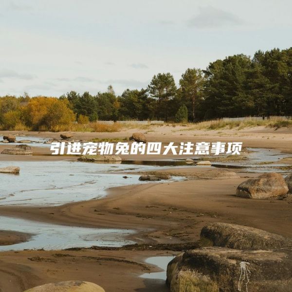 引进宠物兔的四大注意事项