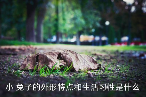 小 兔子的外形特点和生活习性是什么