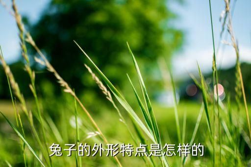  兔子的外形特点是怎样的