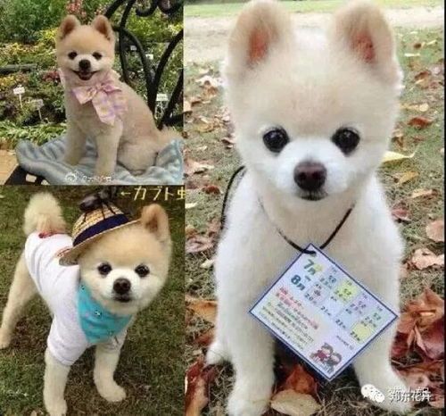 激发宠物活力,多种运动任你选。