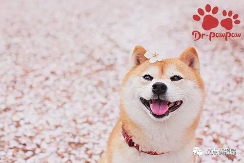 狗狗为什么会起红色疙瘩（狗狗皮肤过敏的原因和治疗方法）