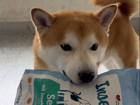 狗狗频繁抓挠或过敏,食物自测可排查鸭肉等过敏源