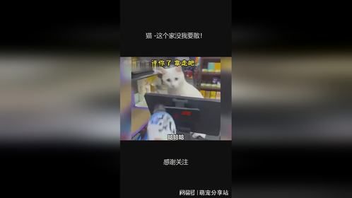 猫 -这个家没我要散！