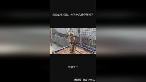 救助的小松鼠，养了十几天会爬树了