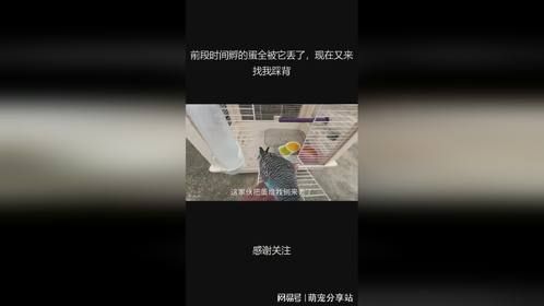 前段时间孵的蛋全被它丢了，现在又来找我踩背