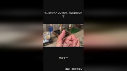 这还是鸟吗？见人就咬，差点给我咬哭了