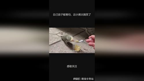自己孩子都害怕，这小黑太搞笑了