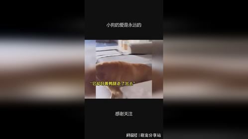 小狗的爱是永远的