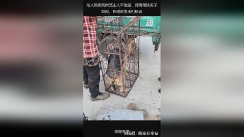 咬人狗卖狗肉笼主人不敢碰，师傅用铁夹子制服，犯错就要承担错误