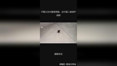 不要以为它是屎壳郎，这可是二级保护动物