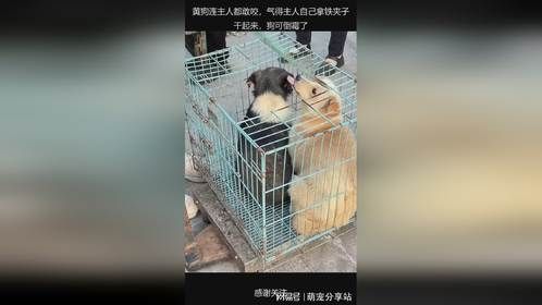 黄狗连主人都敢咬，气得主人自己拿铁夹子干起来，狗可倒霉了