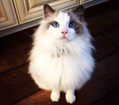 2500元布偶猫,靠谱吗?宠物店选购指南。