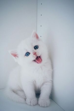 猫咪图片-可爱的小猫咪动物萌宠少女心好看的微信头像手机高清壁纸图片(1)