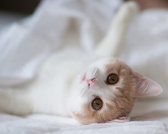 猫咪图片-可爱的小猫咪动物萌宠少女心好看的微信头像手机高清壁纸图片(2)