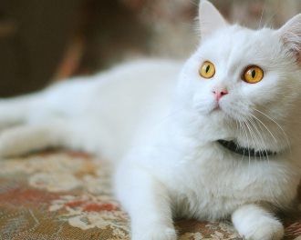 猫咪图片-可爱的小猫咪动物萌宠少女心好看的微信头像手机高清壁纸图片(3)