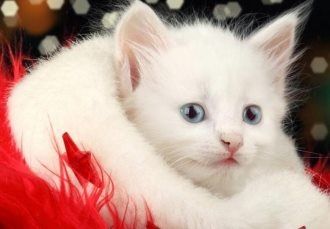 猫咪图片-可爱的小猫咪动物萌宠少女心好看的微信头像手机高清壁纸图片(4)