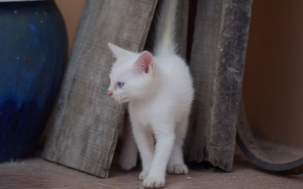 猫咪图片-可爱的小猫咪动物萌宠少女心好看的微信头像手机高清壁纸图片(5)
