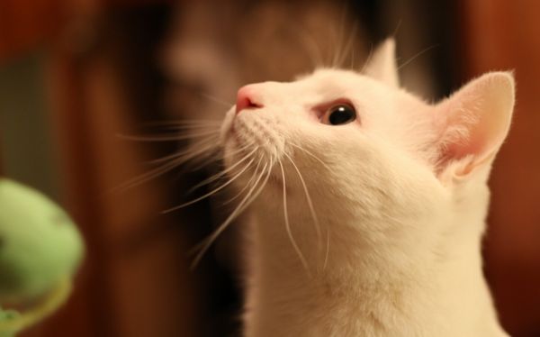 猫咪图片-可爱的小猫咪动物萌宠少女心好看的微信头像手机高清壁纸图片(6)