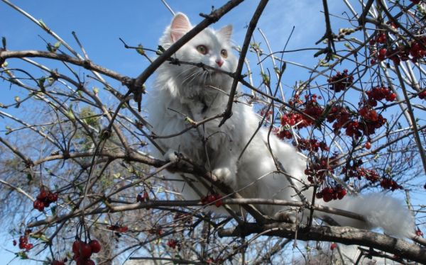 猫咪图片-可爱的小猫咪动物萌宠少女心好看的微信头像手机高清壁纸图片(7)