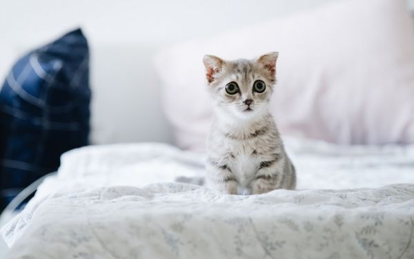 可爱超萌小奶猫图片壁纸-高清背景图-zol桌面壁纸