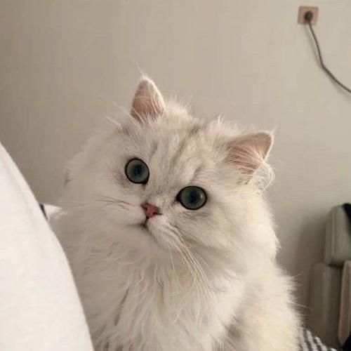 可爱猫咪头像超萌