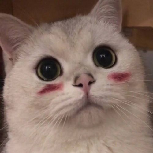 可爱猫咪头像超萌